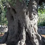 Pietra Pesara 4*