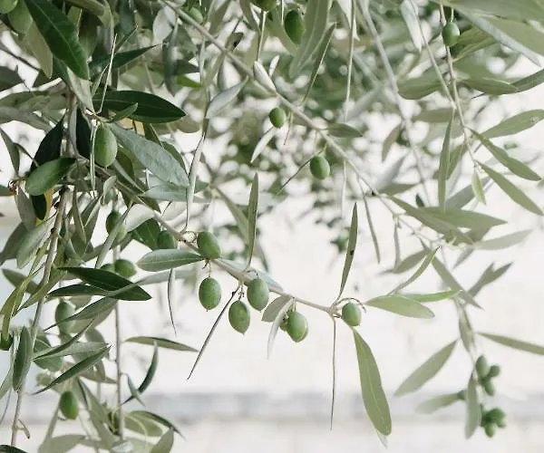 Pietra Pesara Bed and Breakfast Locorotondo