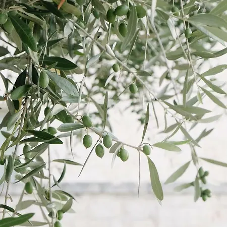 Pietra Pesara Couette-café Locorotondo