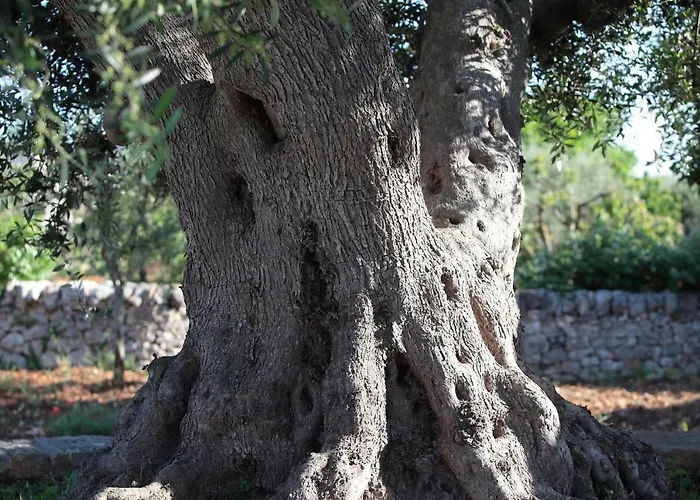 Pietra Pesara 4*